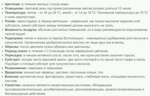 Каланхоэ Ротундифолия