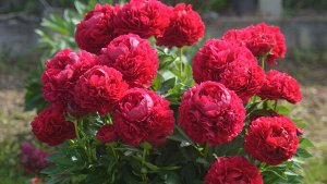 Пион Кэрол Среднеранний, шикарные цветки диаметром 16 см, похожие на розу - центральные лепестки скручены в несколько «макушек». Блестящие цветки не теряют своего цвета - темно-красного - даже под ярк