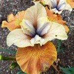 Iris sibirica / ирис сибирский