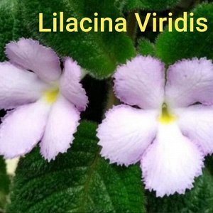 Эписция Lilacina Viridis