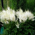 Астильба Арендса Диамант