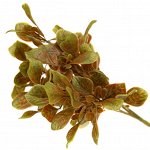 Букет &quot;Бересклет&quot; 30см, цвета микс (Китай)