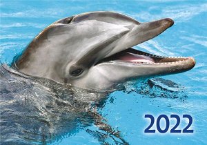 Карманный календарь на 2022 год "Дельфины"