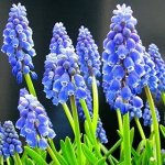 MUSCARI ARMENIACUM