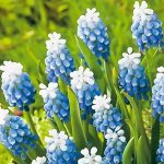 Muscari Mount Hood