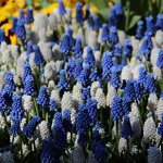Muscari (Blue &amp; light Blue &amp; White)