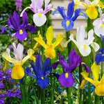 Iris Hollandica mixed
