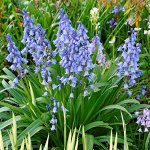Hyacinthoides hisp. Blue