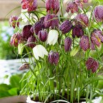 Fritillaria Meleagris