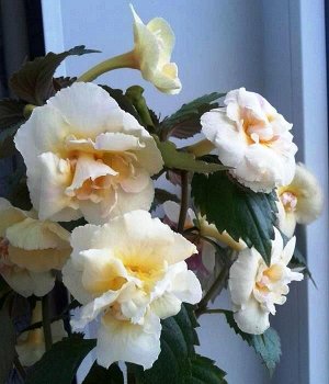 Yellow English Rose /детка