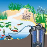 🐠 Мир аквариуМИСТИКИ Акция на прудоводство