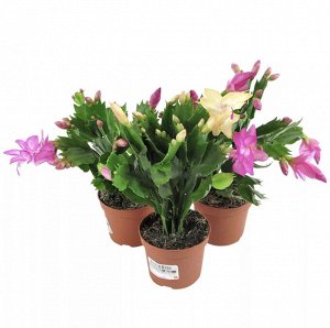 Шлюмбергера