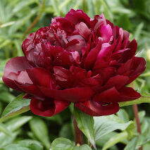 Armani Количество почек: 2-3 глазкa Цвет: рубиновый Махровость: махровый Период цветения: среднеранний Аромат: легкий