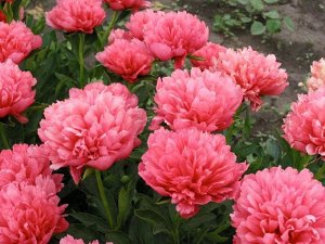 Lorelei Количество почек: 2-3 глазкa Цвет: темно-оранжевый Махровость: махровый Период цветения: среднеранний Аромат: сильный