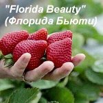Клубника &quot;Florida Beauty&quot; Рекомендую