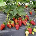 Клубника «Lycia» (Люция)