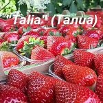 Клубника «Talia» (Талиа) Поздний