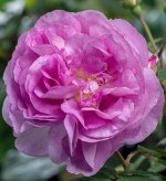 Розы IMPERIAL ROSE (Сербия)