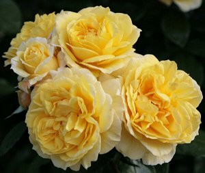 Роза Kordes (сорт 'Sunstar®')