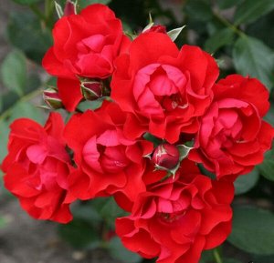 Роза Kordes (сорт 'Black Forest Rose®')