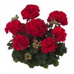 Пеларгония зональная Castello Dark Red (Bernd)