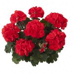 Пеларгония зональная Castello Red (Ronja)