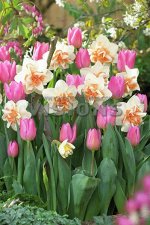 Луковичный Микс Ивнинг Бриз (Narcis Double  Replete, Tulipa Single Early  Candy Prince)