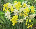 Нарцисс триандрус Дуэт-Микс (Narcis Triandrus Starlight Sensation, Narcis Triandrus Sunlight Sensation)