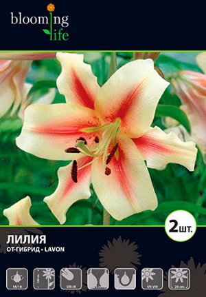 Лилия от-гибрид Лавон