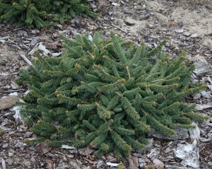 Ель обыкновенная (сорт 'Procumbens')