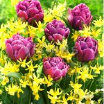 7 цветов! Тюльпаны штучно и наборами