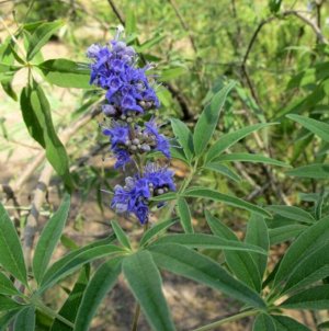 Витекс agnus-castus f.Laciniata