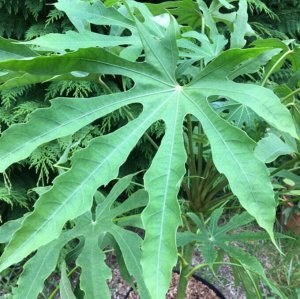 Фатсия polycarpa (сорт 'Green Fingers')