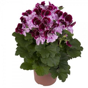 Пеларгония королевская Elegance Purper Majesty