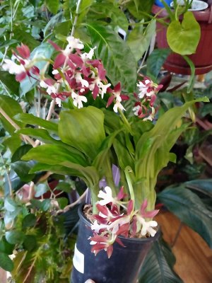 Каланта Calanthe discolor