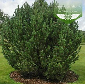 Поиск Сосна горная Унцината (Р9) Pinus mugo uncinata