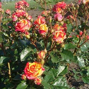 Поиск Роза чайно-гибридная Карибия (С3,5) красно-желтый, полосатый Rosa Caribia