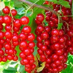 Голландская красная