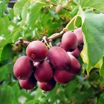 Актинидия аргута Кенс Рэд