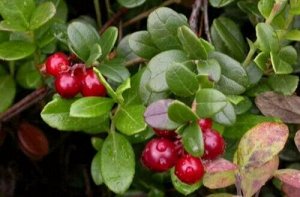 Поиск Брусника Санна (С2)Vaccinium vitis idaea Sanna