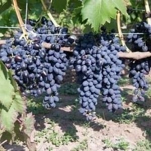 Поиск Виноград плодовый Надежда АЗОС (C3)Vitis