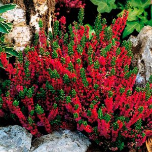 Поиск Вереск обыкновенный Дарк Бьюти (С1,5) цветки светло-красные Calluna v. &#039;Dark Beauty&#039;