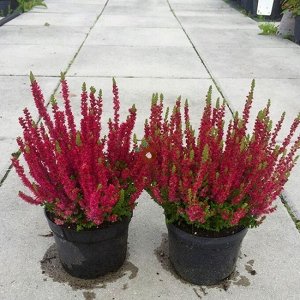 Поиск Вереск обыкновенный Дарк Бьюти (С1,5) цветки светло-красные Calluna v. &#039;Dark Beauty&#039;