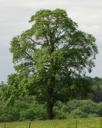 Невысокие деревья (до 4 метров) - саженцы