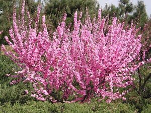 Поиск Миндаль трехлопастной (С3 Н30-40) Цветки розовые, махровые Prunus triloba