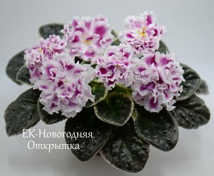 ЕК - Новогодняя открытка