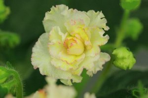 АВ-Желтая Роза (804-91)