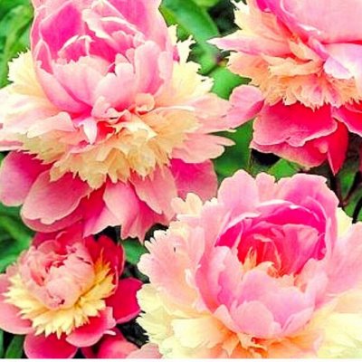 ШИКАРНЫЕ КОРНИ ПИОНОВ из ГОЛЛАНДИИ! ПРЕДЗАКАЗ. Декоративноцветущие ...