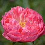 Coral Charm 3/5 глазка
