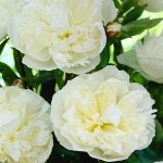Пион весна Duchesse de Nemours